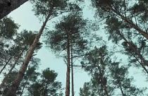  شركة "لينيا إنيرجي" السويدية تطورصفائح للتحول نحو الطاقة المتجددة عبر مكوّنات أشجارالغابات