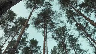  شركة "لينيا إنيرجي" السويدية تطورصفائح للتحول نحو الطاقة المتجددة عبر مكوّنات أشجارالغابات