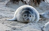 Seit Jahren kommen immer mehr Robben zum Gebären nach Helgoland.