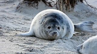 Seit Jahren kommen immer mehr Robben zum Gebären nach Helgoland.