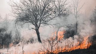 A wildfire rages through a forest