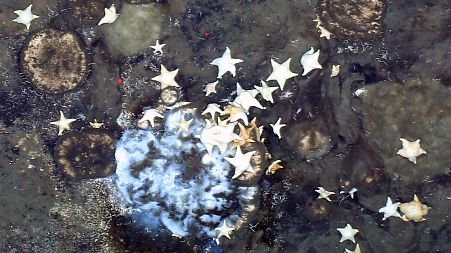 Researchers discovered hotspots of life on extinct volcanoes near the North Pole.