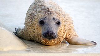 Un cucciolo di foca nell'isola di Helgoland