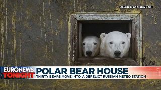 Thirty bears play house in the Russian arctic