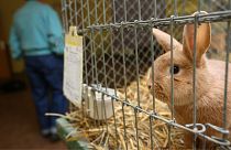 Testing cosmetics on animals is cruel and inhumane.