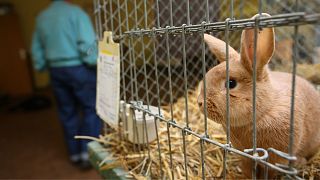 Testing cosmetics on animals is cruel and inhumane.