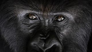 Primates could soon be recognised fundamental rights in Basel-Stadt. 