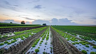 Soil health is just as important as human health on our planet.