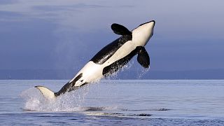 In this Jan. 18, 2014, file photo, a female resident orca whale is seen in Puget Sound near Bainbridge Island, Washington, USA.