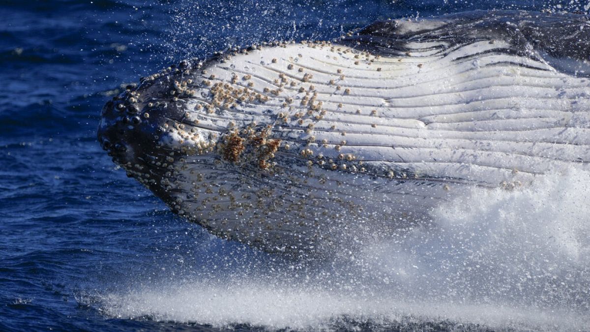 Νεκρή φάλαινα 10 μέτρων στα νερά του Καλαί