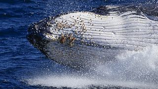 Νεκρή φάλαινα 10 μέτρων στα νερά του Καλαί