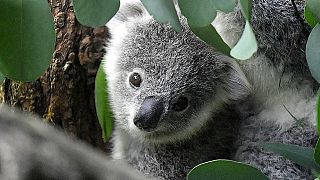 Koalas gelten als gefährdet 