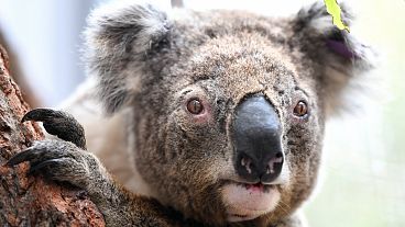 Erdőtűzből kimentett koala nézelődik egy faágon egy ausztrál állatkert kórházában