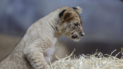 The young animal had been on the run for one month. The young animal had been on the run for one month.