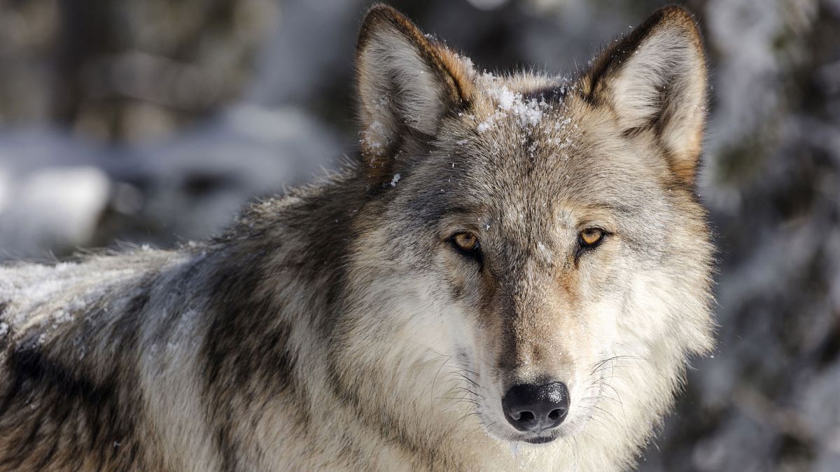 Les loups à nouveau protégés dans une grande partie des Etats-Unis