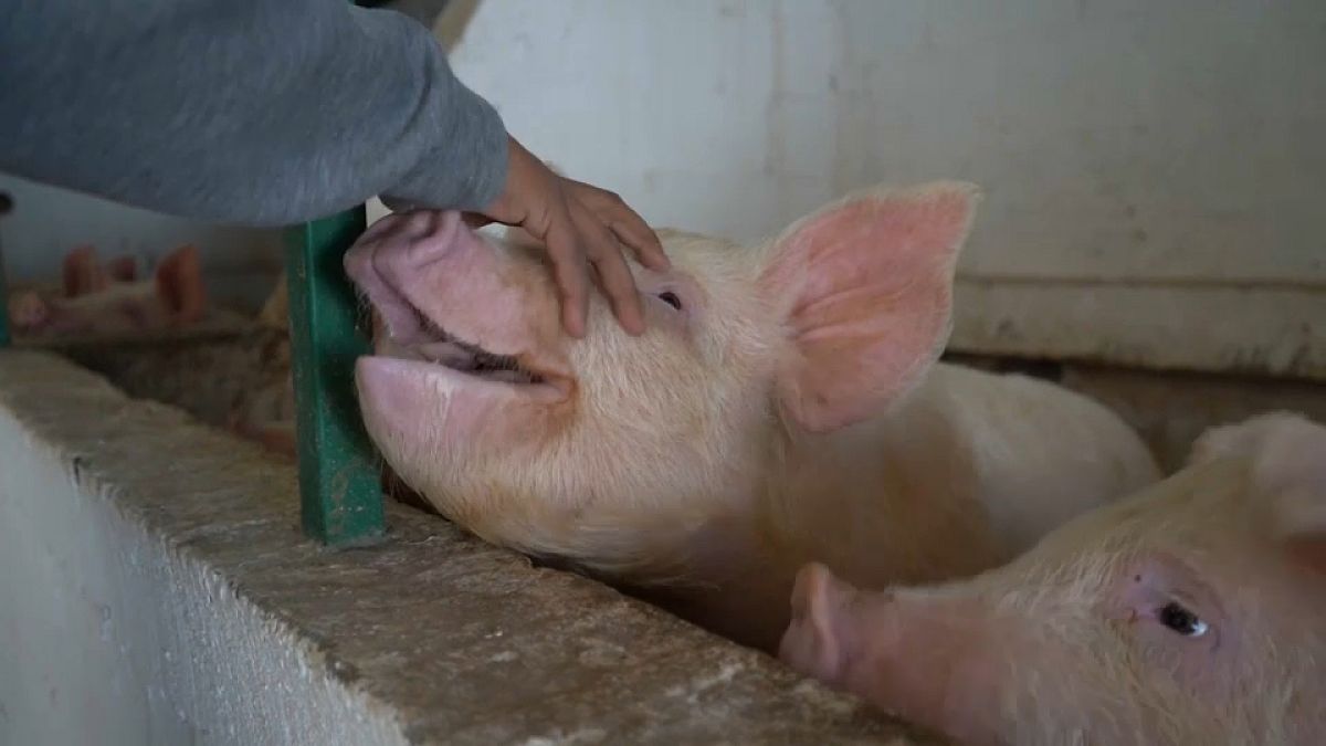 Un migrante residiendo en el albergue acaricia a uno de los cerdos de la granja, 9/2/2022, Juárez, México