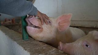 Un migrante residiendo en el albergue acaricia a uno de los cerdos de la granja, 9/2/2022, Juárez, México
