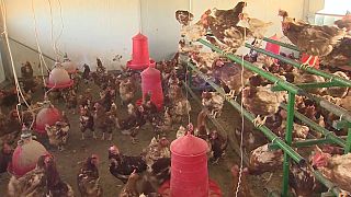 Vogelgrippe: Spanische Behörden keulen 130.000 Hühner