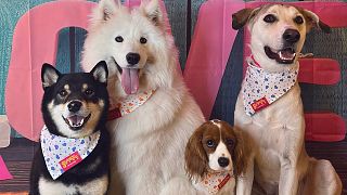 Happy dogs after their spa treatment. 