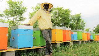 Abdoul Sane with his hives