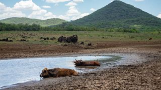 Afrika leidet unter Dürren und anderen Folgen des Klimawandels.