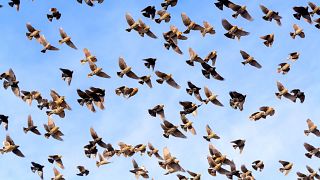 The mysterious deaths of hundreds of yellow-headed blackbirds has sparked uproar in the northwestern Mexican city of Chihuahua