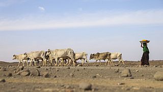 L'Afrique paie le lourd tribut du changement climatique 