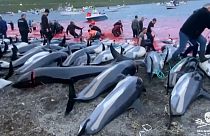Isole Faroe: una petizione per fermare il massacro dei delfini