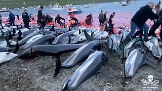 1400 Delfine wurden an einem Tag im September 2021 zusammengetrieben und getötet