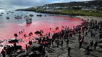 Faroe Adaları'nda balina ve yunusların katledildiği geleneksel av