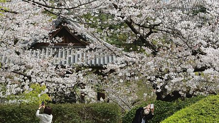 Japan's beautiful cherry blossoms, seen here in March 2021, are a major tourist attraction.