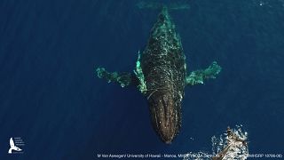 This photo shows an entangled humpback whale in the Hawaiian Islands Humpback Whale National Marine Sanctuary off Maui.
