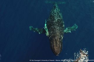 This photo shows an entangled humpback whale in the Hawaiian Islands Humpback Whale National Marine Sanctuary off Maui.
