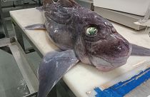 Adult ghost shark