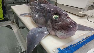 Adult ghost shark 