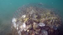 El proyecto de Dubái para crear arrecifes artificiales en el mar con conchas de ostras
