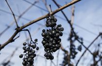 A bundle of charred grapes hangs from the vine.