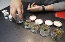 In this Thursday, June 6, 2019 a shop assistant opens jars of cannabis buds at a cannabis light store in Milan, Italy.