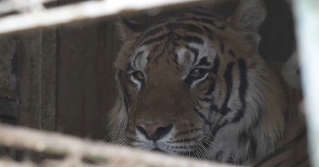 Tigers rescued from Argentina get new home in South Africa