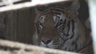 New life for Tigers held in train carriage in Argentina as they head to South Africa