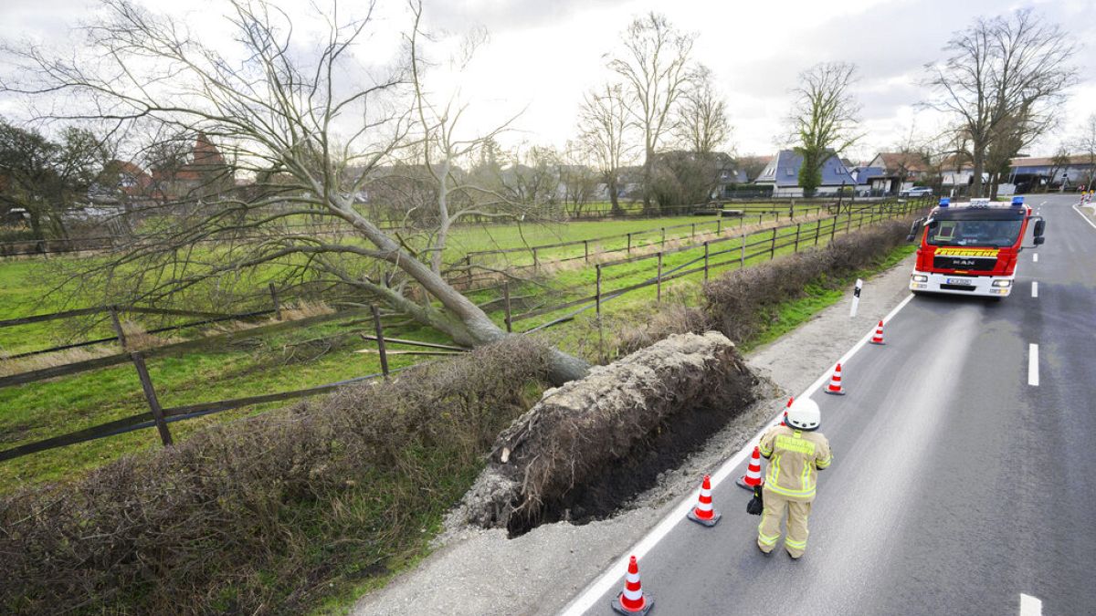 Un arbre déraciné à Wilkenburg, près d'Hanovre en Allemagne, le 17 février 2022