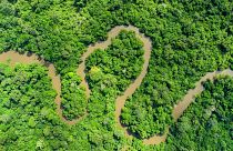 A river meanders through trees in the Congo Basin