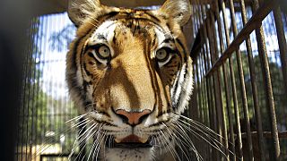 Una nueva vida en África para los tigres de Bengala abandonados por un circo en Argentina hace años