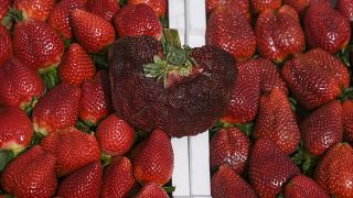 إسرائيل تسجل أثقل حبة فراولة في موسوعة غينيس للأرقام القياسية