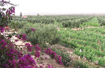 This vineyard is bringing the flavours of the Rhone Valley to Morocco.