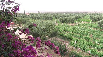 This vineyard is bringing the flavours of the Rhone Valley to Morocco. 