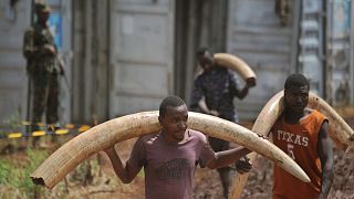 Volunteers carry elephant tusks from storage containers to a burning site for a historic destruction of illegal ivory and rhino-horn confiscated mostly from poachers in Nairob