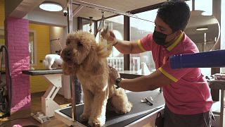 Una vida llena de atenciones para las mascotas en Dubái