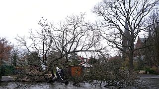 Un bateau suspendu à un arbre déraciné par la tempête Eunice à Voorburg, aux Pays-Bas, vendredi 18 février 2022. 