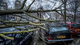 Hollanda'nın başkenti Amsterdam'da etkili olan kasırgada ağaçlar devrildi